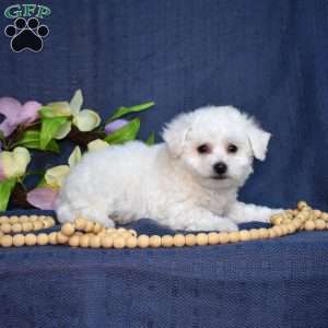 Peter (Tiny), Bichon Frise Puppy